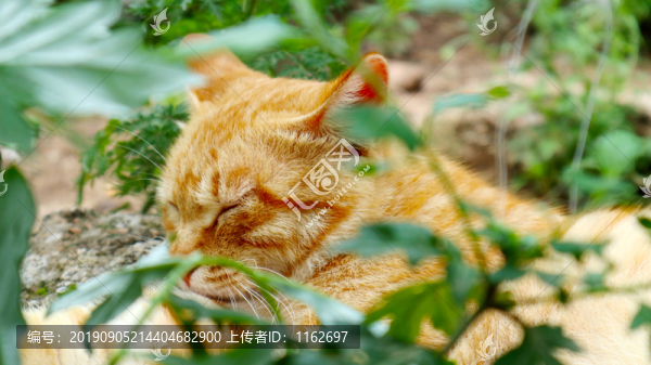熟睡小貓