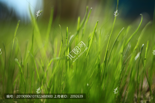 青草