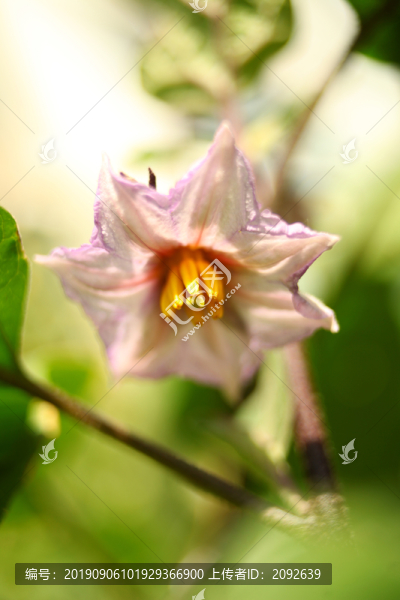 茄子花