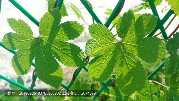 綠葉