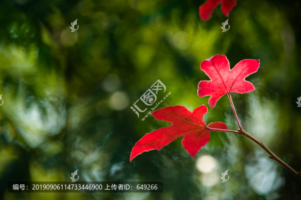 三角楓