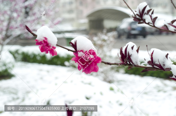 雪和花