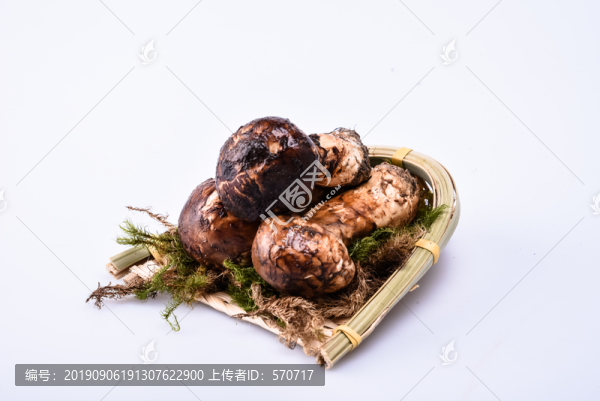 松茸新鮮云南特色野生菌