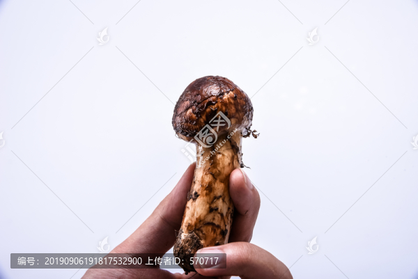 松茸新鮮云南特色野生菌