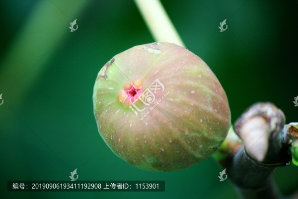 無花果