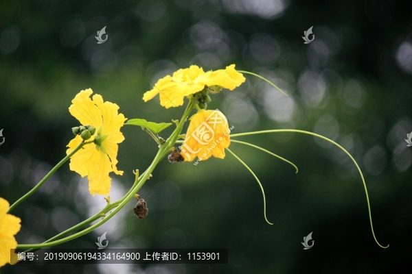 絲瓜花