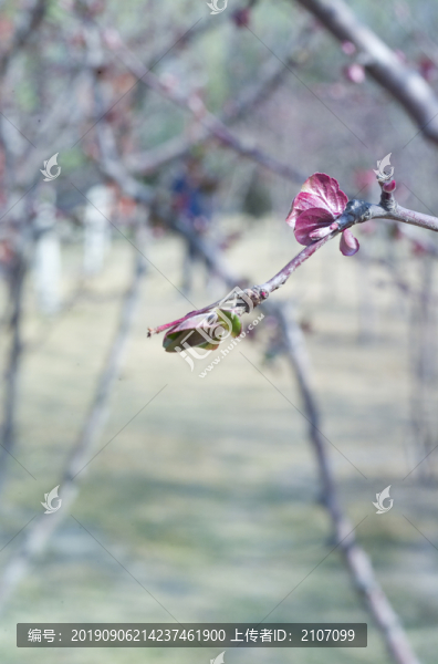 春芽