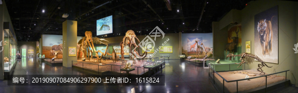 猛犸象展廳設(shè)計