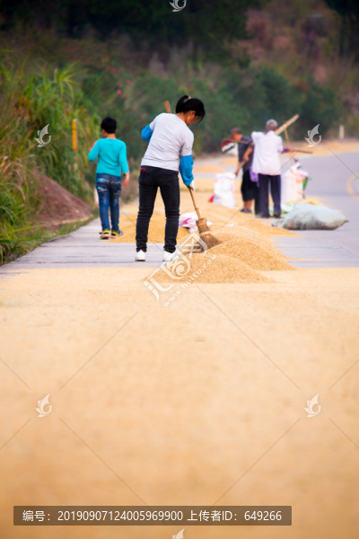 公路上曬稻谷的農(nóng)婦