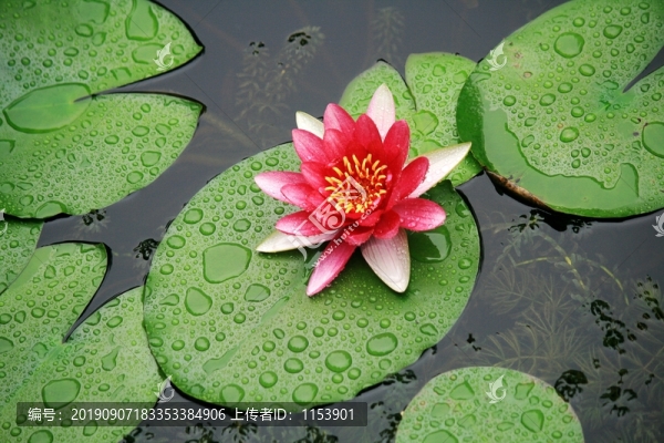 睡蓮