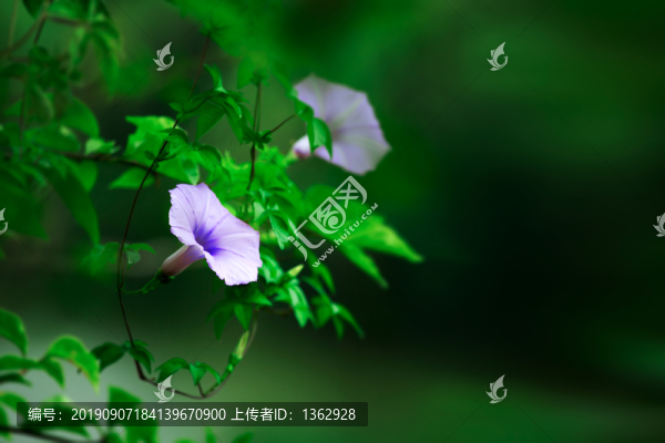 牽牛花