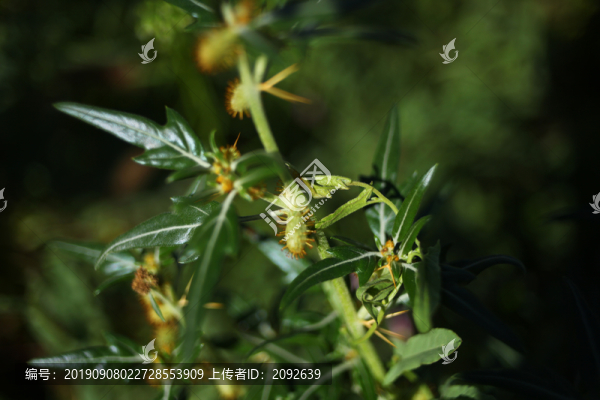 蒼耳子