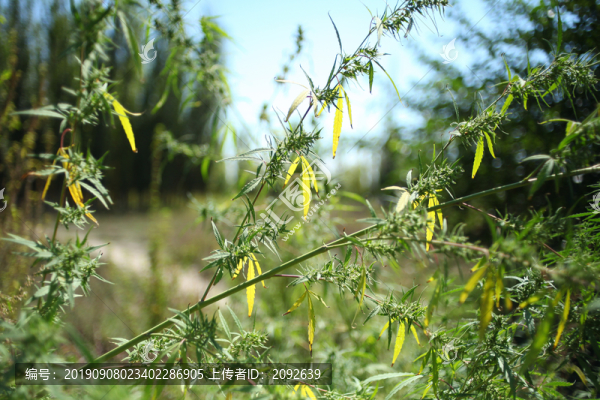 大麻