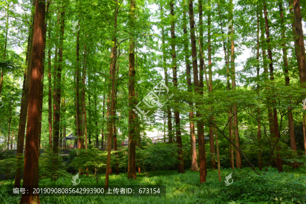 森林