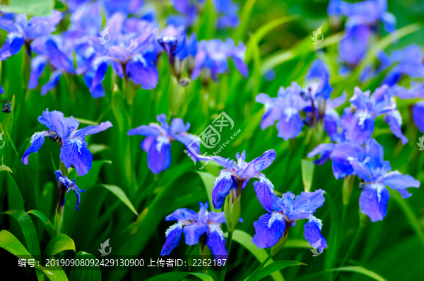 劍蘭花