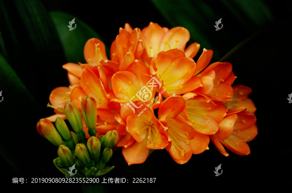君子蘭