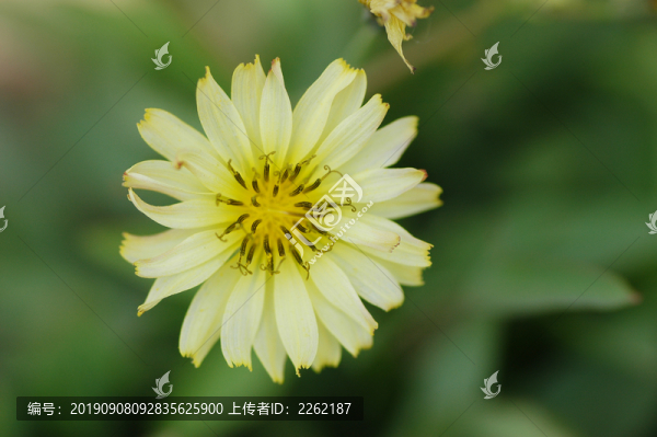 苦菜花
