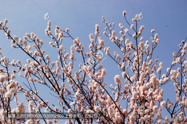 櫻花