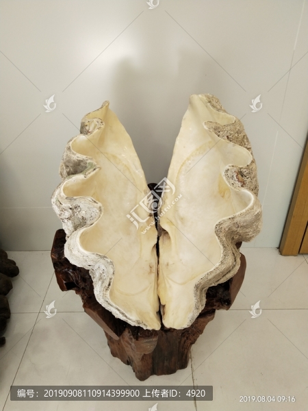 硨榘