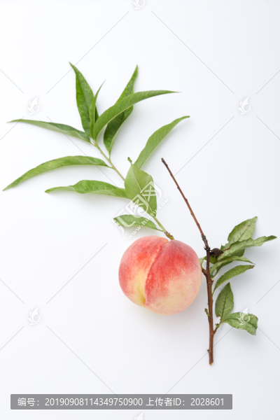 水蜜桃10