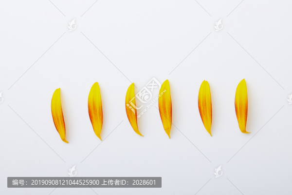 向日葵花瓣3
