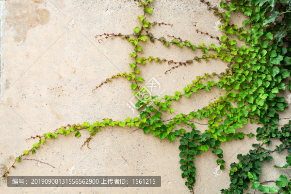 爬山虎的墻