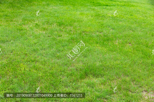 草坪