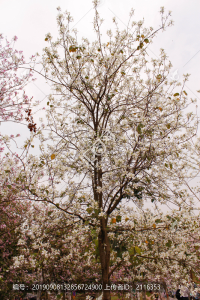 華南農(nóng)業(yè)大學(xué)紫荊花
