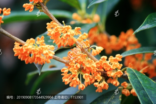 桂花