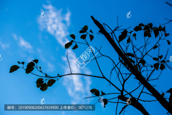 枯樹