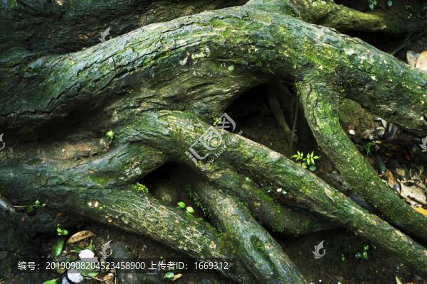 樹根