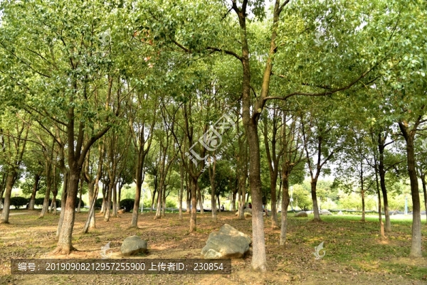 公園綠樹(shù)