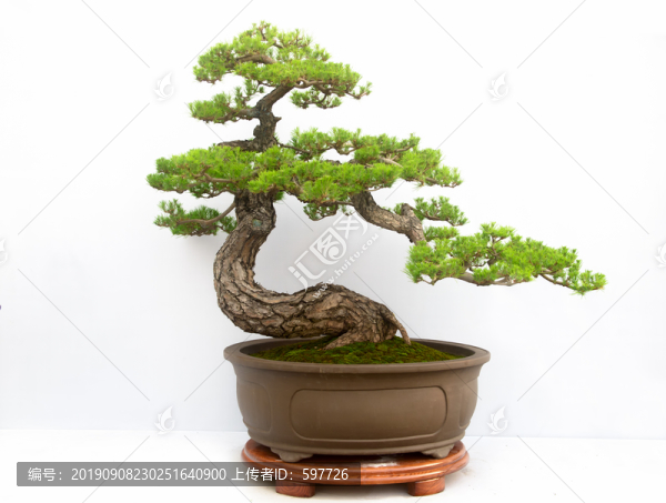 盆景