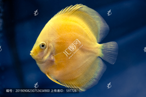 七彩神仙魚