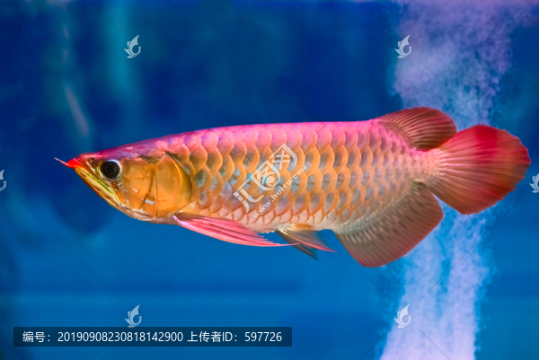 紅龍魚