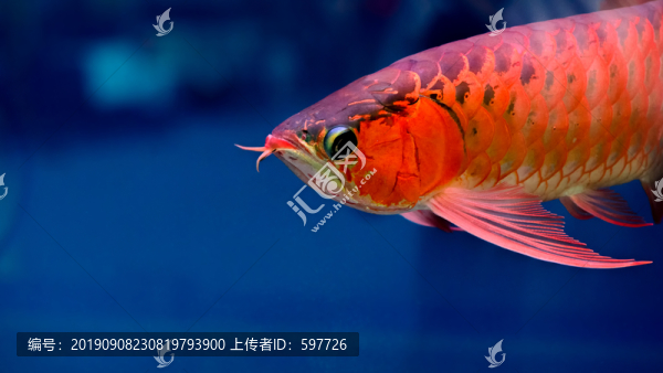 紅龍魚特寫