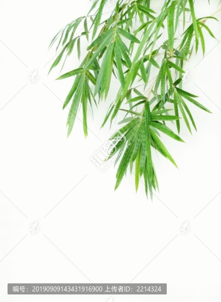 竹