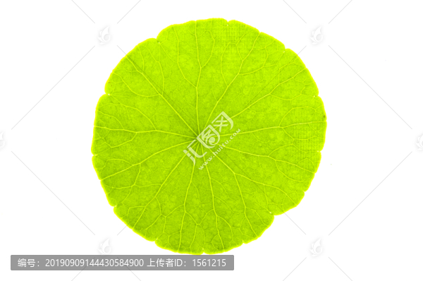一片綠葉