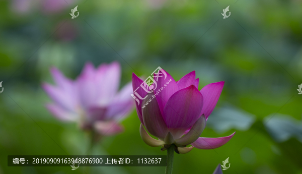 荷花