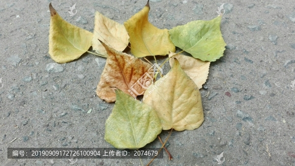 落葉