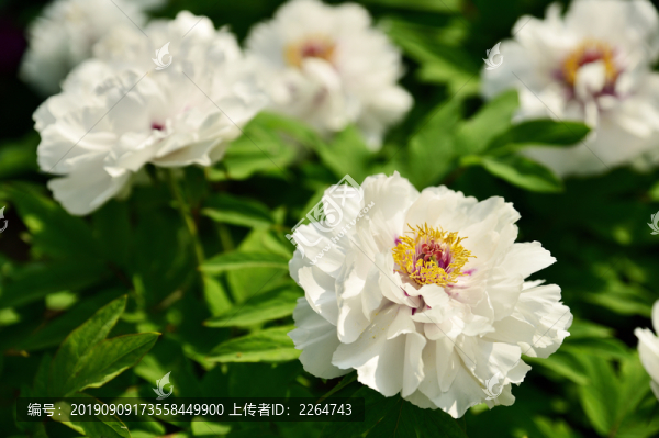 牡丹