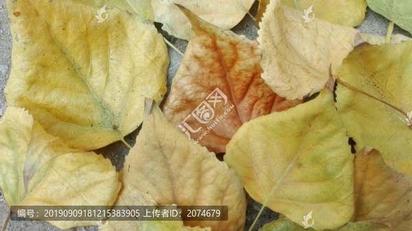 秋天的落葉