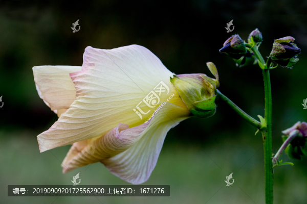 黃葵