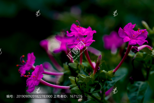 地雷花