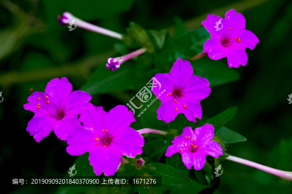 地雷花