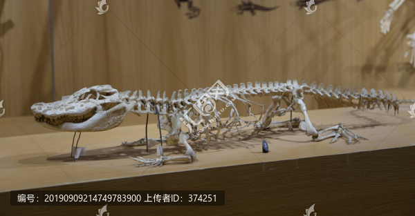 鱷魚(yú)化石