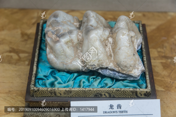 龍齒