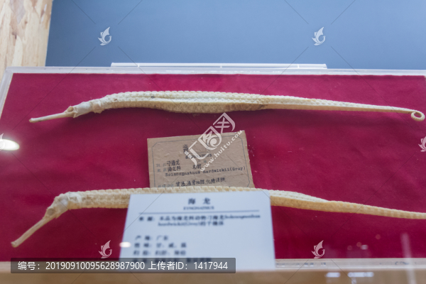海龍