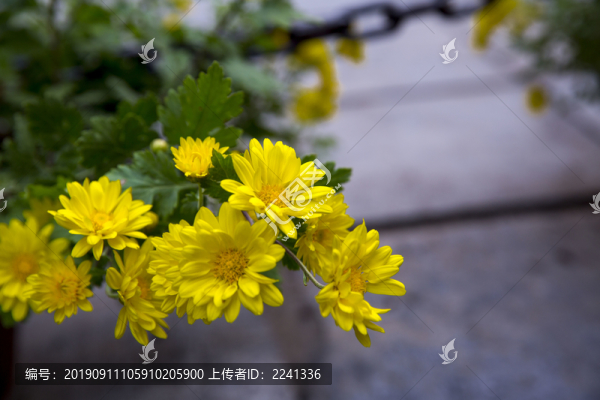 秋菊素材