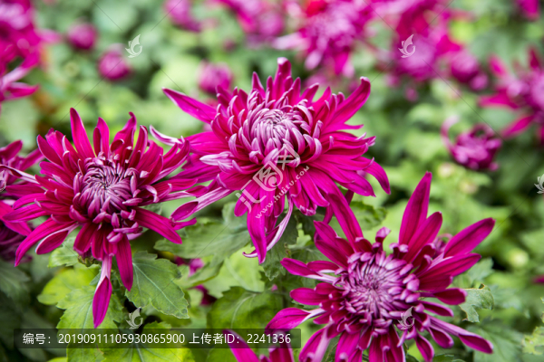 秋菊素材